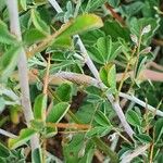 Indigofera spinosa Folha