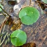 Nymphoides peltata Levél