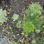 Visnaga daucoides Blodyn