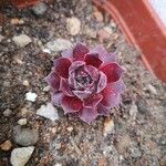 Sempervivum marmoreum Hoja