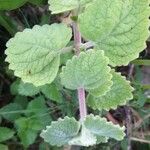 Tetradenia riparia Leaf