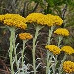 Helichrysum odoratissimum Blüte