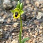 Ophrys lutea花