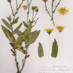 Hieracium lactucifolium Hábito