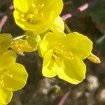 Brassica repanda Flower