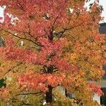 Liquidambar formosana Blad