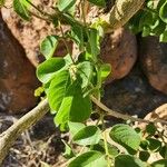 Lonchocarpus eriocalyx Листо