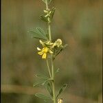 Eriosema molle Flor