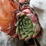 Sempervivum marmoreum Лист