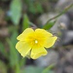 Diatelia tuberaria Fula