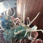 Tephrocactus articulatus 葉