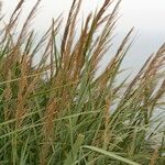 Arundo plinii Autre