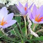 Crocus sativus Libunga