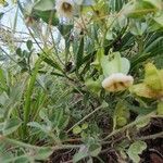 Trichodesma marsabiticum Flower