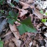 Lactuca muralis Leaf