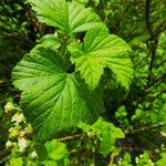 Ribes nigrum Leaf