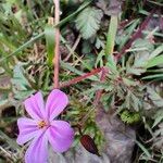 Geranium purpureumКвітка