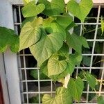 Tinospora crispa Hoja