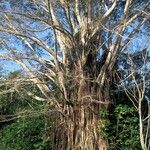 Ficus virens Blad