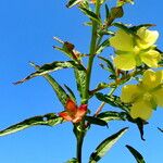 Ludwigia octovalvis Bloem