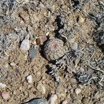 Echinocereus viridiflorus Azala