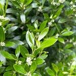 Ilex glabra List