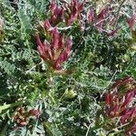 Astragalus incanus Blomst