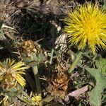 Centaurea acaulis Flor