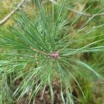 Pinus sylvestrisLevél