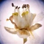 Serjania mexicana Fleur