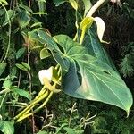 Anthurium faustomirandae Çiçek