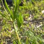 Rumex pallidus