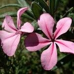 Pachypodium succulentum Flower