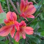 Alstroemeria aurea Virág