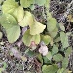 Cissampelos pareira Leaf