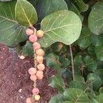 Coccoloba uvifera Fruit