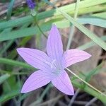 Campanula patula Flower