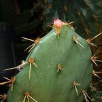 Opuntia orbiculata برگ