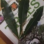 Cunonia capensis Hoja