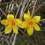 Mentzelia crocea Flors