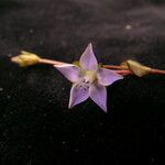 Lomatogonium chumbicum Flower