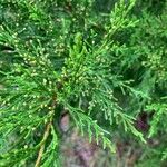 Juniperus virginiana葉