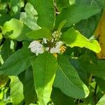 Solanum bonariense Habit