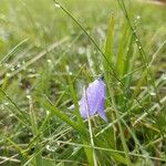 Campanula rotundifoliaFleur