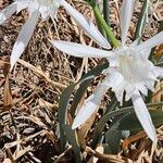 Pancratium maritimum പുഷ്പം