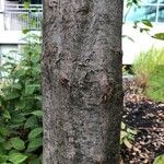 Carpinus caroliniana Bark