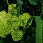 Jatropha podagrica Листок