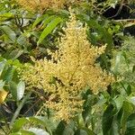 Rhus chinensis പുഷ്പം