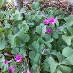 Oxalis articulata Хабит