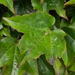 Parthenocissus tricuspidata Leaf